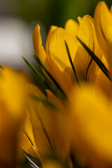 Naklejka premium beautiful crocus flowers in close-up during flowering in spring