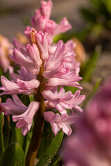 beautiful pink flowers in close-up during flowering in spring