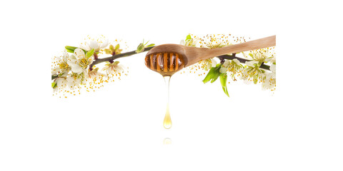 honey dripping from the wooden spoon with acacia flowers on a white background