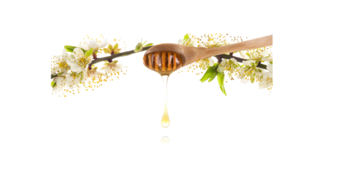 honey dripping from the wooden spoon with acacia flowers on a white background