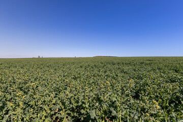 rapeseed blooming in a field with yellow flowers