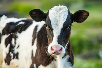 A young and curious cow grazes on a green plain