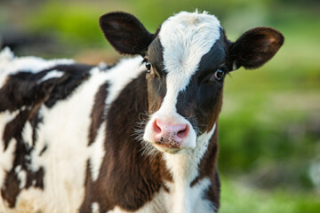 A young and curious cow grazes on a green plain