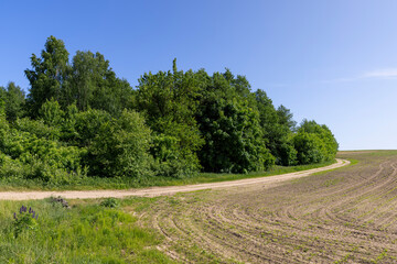 a new crop of corn in the field in summer