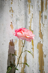 Pink rose flower in front of a grunge wall with peeling paint
