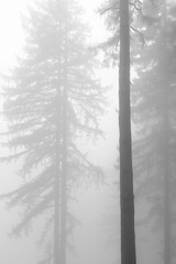 The towering majesty of redwood trees shrouded in thick fog, their trunks disappearing into the mist. 