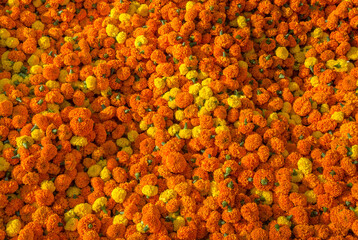 Orange yellow marigold flowers also known as the genda flowers for background content.