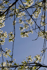 white flowers on cherry trees in the orchard