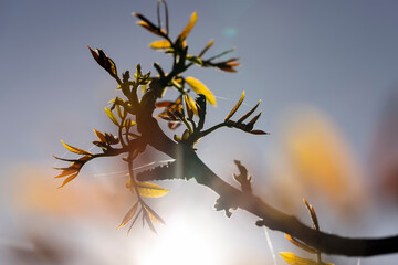 flowering walnut trees in the orchard
