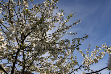 white flowers on cherry trees in the orchard