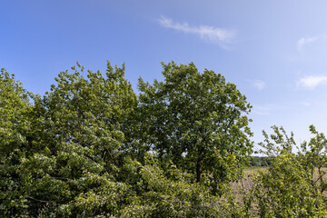 deciduous trees in spring in sunny windy weather
