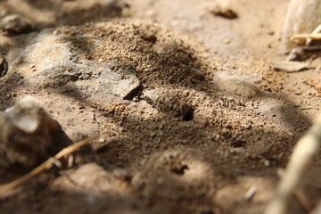 anthill, ant on the sand