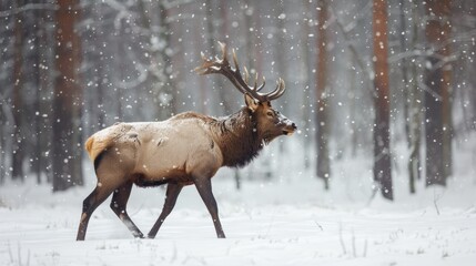 Naklejka na ściany i meble Woods Snow. Wild Elk in Winter Forest, Norway. Snowy Meadow Wildlife Scene