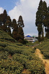 beautiful lush green tea garden of darjeeling, famous gopaldhara tea estate near mirik, located on...