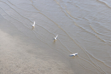 川で餌を探す3羽の白い鳥