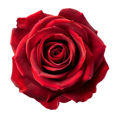 isolated red rose, close-up of flower