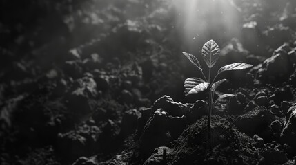 A black and white photo of a single plant growing up through cracks in the dry, dead earth.