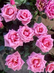 Pink little roses 