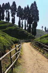 beautiful lush green tea garden of darjeeling, famous gopaldhara tea estate near mirik, located on himalaya mountains foothills in west bengal, india