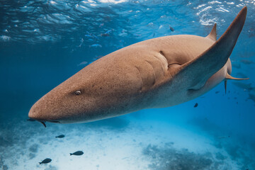 Nurse shark swims close up underwater in blue ocean.