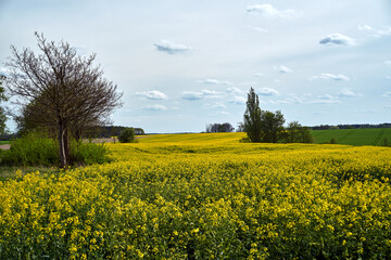 arable fields with blooming rapeseed in spring