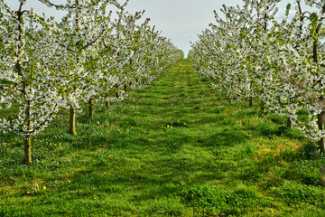 rows of blooming fruit trees in an orchard in spring