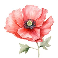 Soft watercolor drawing of a cute poppy flower isolated on white