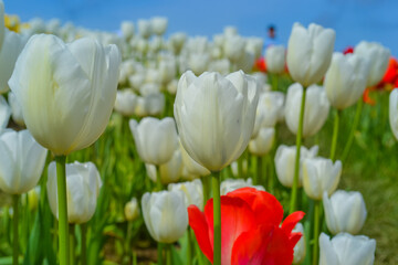 Delicate white tulips on a tulip field
