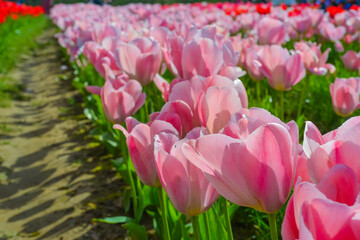 Pink tulips on the farm