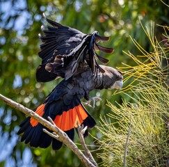 A male Red-tailed black cockatoo (calyptorhynchus banksii naso) in flight. © Leanne