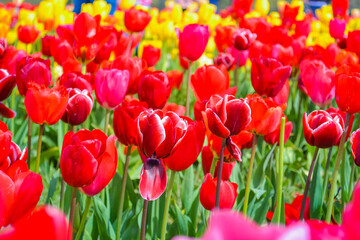 Red tulips on the farm