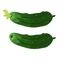 Fresh small two cucumbers are isolated, suitable for the image of fresh products from the garden. Gherkins. Ideal for cooking graphics, salad recipes, healthy lifestyle blogs. Vector illustration