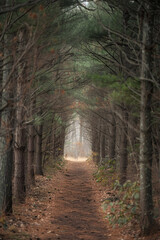 Fototapeta premium A narrow forest path disappearing into the distance, flanked by tall trees with minimal foliage. The muted color palette and soft natural light filtering through the canopy