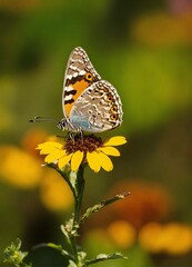 Obraz premium butterfly on a flower