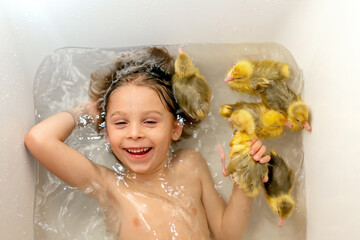 Happy beautiful child, kid, playing with small beautiful ducklings or goslings, cute fluffy yellow animal birds - 791463634