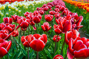 Red tulips on the farm
