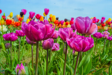 Pink tulips on the farm