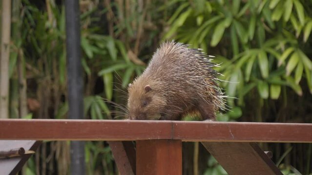 Sunda porcupine or Javan porcupine. Close-up