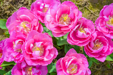 Obraz na płótnie Canvas Pink tulips on the farm