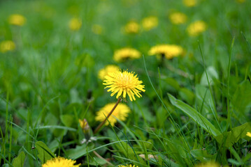 Dandelions are blooming in a meadow in April