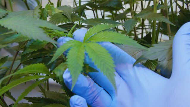 Marijuana Leaf Held on Display at Indoor Farm