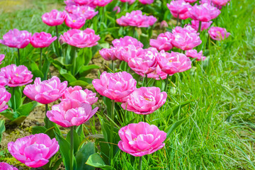 Pink tulips on the farm