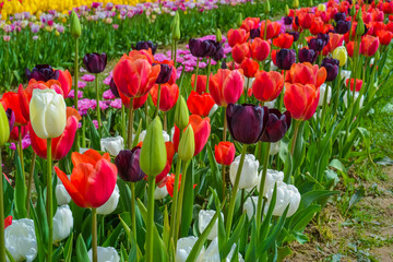 Tulip fields with colorful flowers