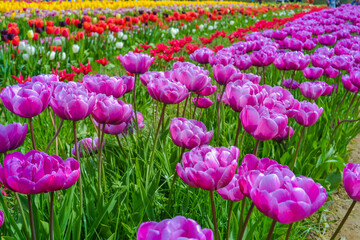 Fototapeta premium Pink tulips on the farm