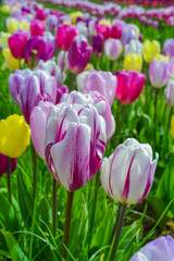 Tulip fields with colorful flowers