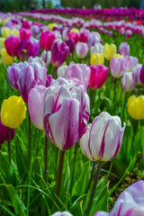 Tulip fields with colorful flowers