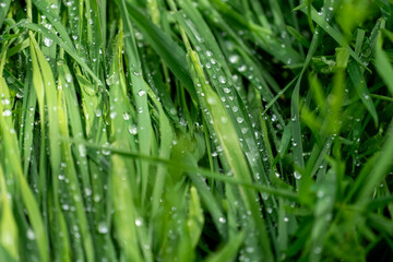 Large drop of water on lush green grass