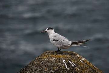 Um pássaro solitário empoleirado no topo de uma rocha 