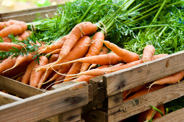 Wooden box with bunches of fresh organic cultivated carrots ready for sale at farmers market.