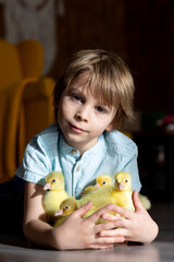 Happy beautiful child, kid, playing with small beautiful ducklings or goslings,, cute fluffy animal birds - 791473803